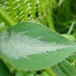 Desmodium uncinatum Folio