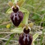 Ophrys arachnitiformis മറ്റ്