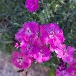 Dianthus gratianopolitanus Blomma