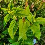 Zinnia elegans Blatt