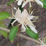 Lonicera maackii Flower