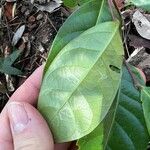 Malaisia scandens Leaf