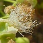 Curatella americana Flors
