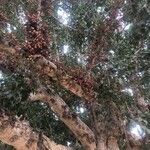Ficus sycomorus Fruto