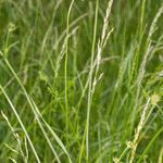 Knautia collina Habitat