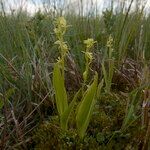 Liparis loeselii Habitat