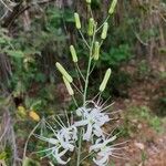 Chlorogalum pomeridianum Flower