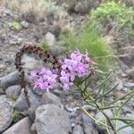 Campylanthus salsoloides Flor