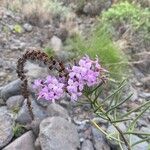 Campylanthus salsoloides Flower