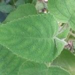Salvia dorisiana Leaf