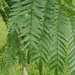 Jacaranda cuspidifolia Hoja