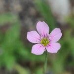 Petrorhagia saxifraga Flower