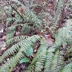 Polystichum aculeatum Habit