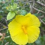 Hibiscus brackenridgei Blodyn