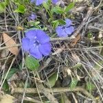 Vinca minorFloro