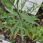 Leucanthemum virgatum 葉