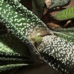 Gasteria carinata Leaf