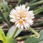 Alternanthera philoxeroides Flower