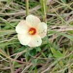 Sida linifolia Blomma