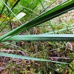 Carex elongata Hoja