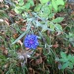 Centaurea cyanusFlower