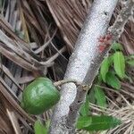 Spondias purpurea Fruit