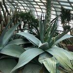 Agave guiengola Hábito