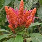 Aphelandra sinclairiana Flower