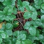 Potentilla indica পাতা