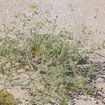 Nucularia perrinii Hábito