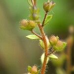 Veronica acinifolia Inny