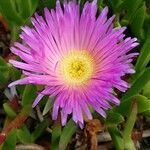 Carpobrotus acinaciformisFlower