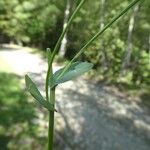 Noccaea perfoliata Écorce