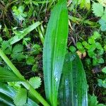 Dactylorhiza fuchsiiLehti