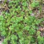 Aphanes australis Ліст