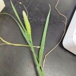 Phalaris paradoxa 葉