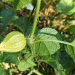 Physalis heterophylla Kukka