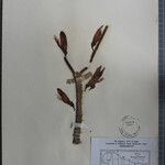 Erythrina stricta 其他