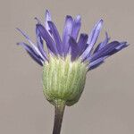 Erigeron elegantulus Квітка