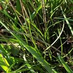 Danthonia decumbens List