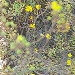 Aurinia petraea Květ
