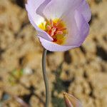 Calochortus flexuosus Blodyn