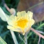 Andryala integrifolia Flower