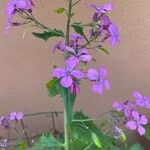 Lunaria annua花