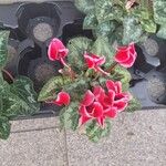 Cyclamen persicumFlower