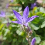 Campanula poscharskyana Kwiat