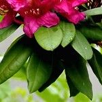 Rhododendron ferrugineum Deilen