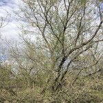 Prosopis pubescens Hábito