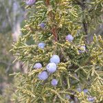 Juniperus monosperma Hábito