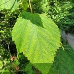 Acer spicatum Levél